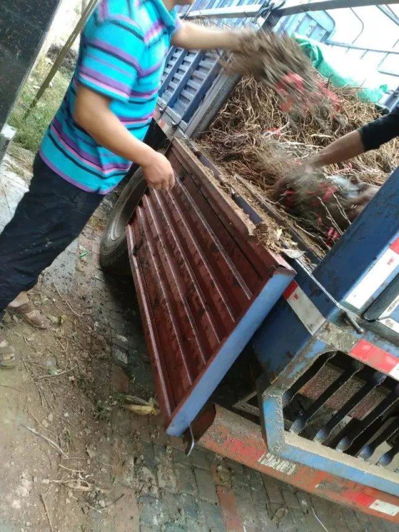 观赏牡丹九大色系十大花型品种多花色全菏泽基地直发包邮到家