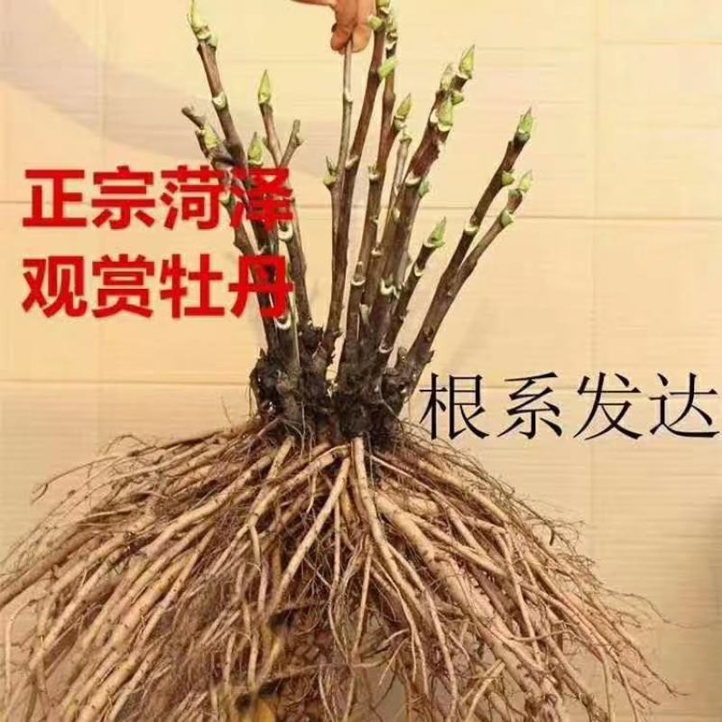 观赏牡丹九大色系十大花型品种多花色全菏泽基地直发包邮到家
