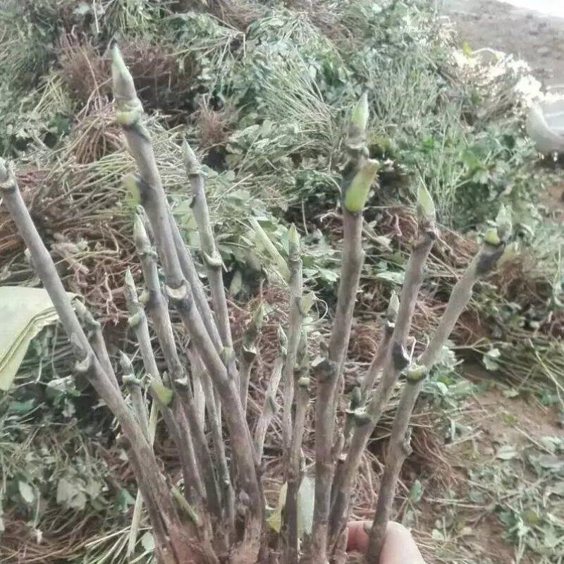 观赏牡丹九大色系十大花型品种多花色全菏泽基地直发包邮到家