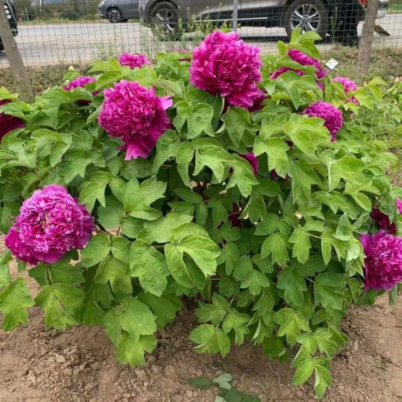 观赏牡丹九大色系十大花型品种多花色全菏泽基地直发包邮到家