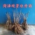 观赏牡丹九大色系十大花型品种多花色全菏泽基地直发包邮到家
