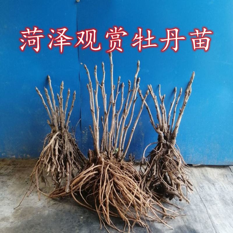 观赏牡丹九大色系十大花型品种多花色全菏泽基地直发包邮到家