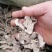 白芍加工