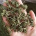 批发人参花500克人参花茶泡水花茶干化人参花