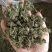 批发人参花500克人参花茶泡水花茶干化人参花