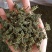 批发人参花500克人参花茶泡水花茶干化人参花