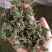 批发人参花500克人参花茶泡水花茶干化人参花