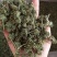 批发人参花500克人参花茶泡水花茶干化人参花
