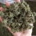 批发人参花500克人参花茶泡水花茶干化人参花
