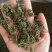 批发人参花500克人参花茶泡水花茶干化人参花