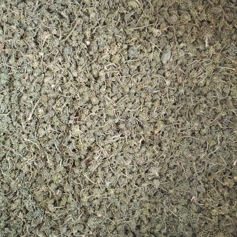 批发人参花500克人参花茶泡水花茶干化人参花