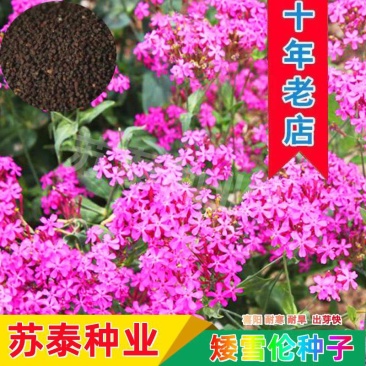 高雪轮种子高雪伦美人草耐寒耐旱四季矮雪轮种子室内阳台播种