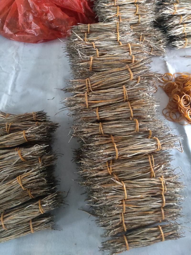 新晒中药材新鲜小海龙煲汤泡酒料滋补小海龙干海产干货