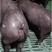 新美系杜洛克种公母猪体型好纯健康