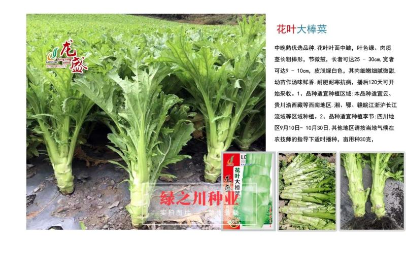 龙盛推荐品种花叶大棒菜芥菜种子中晚熟品种花叶芥菜种籽耐寒