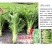 龙盛推荐品种花叶大棒菜芥菜种子中晚熟品种花叶芥菜种籽耐寒