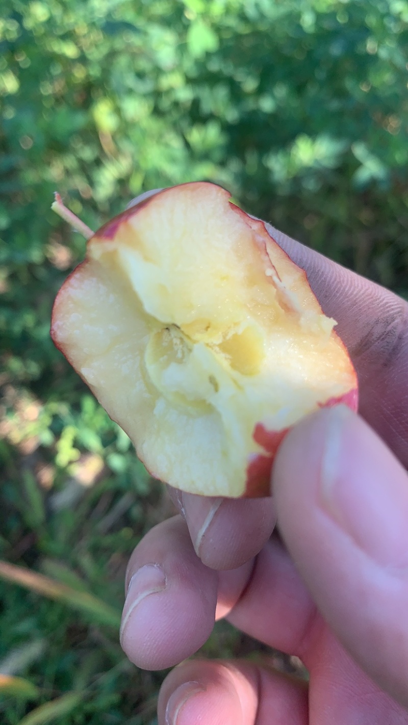自家果园鸡心果
