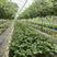 隋珠草莓苗，基地批发价保证品种保证质量全国发货