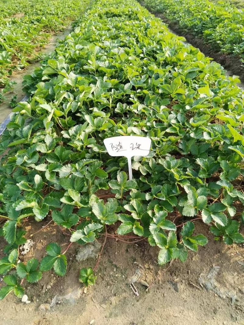 隋珠草莓苗，基地批发价保证品种保证质量全国发货