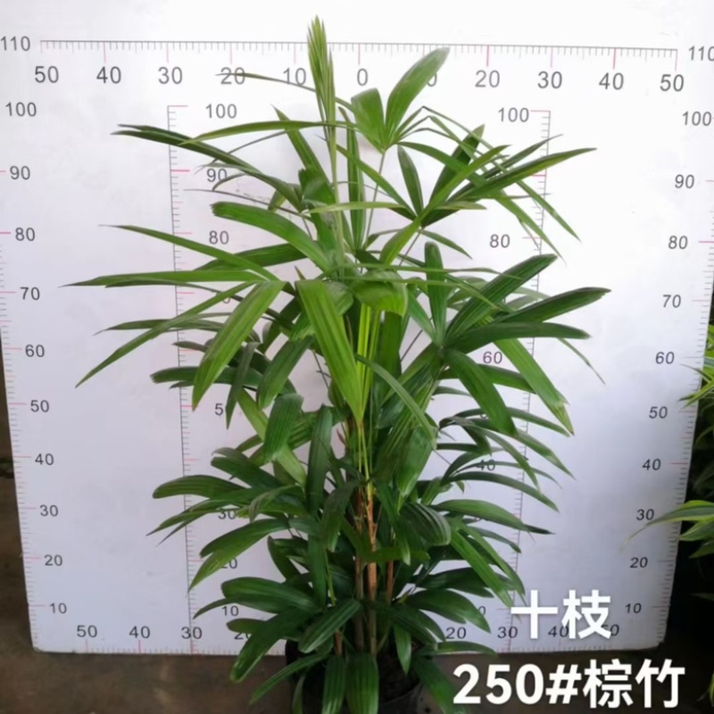 金山棕竹，多规格，供货稳定，欢迎合作
