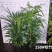 金山棕竹，多规格，供货稳定，欢迎合作
