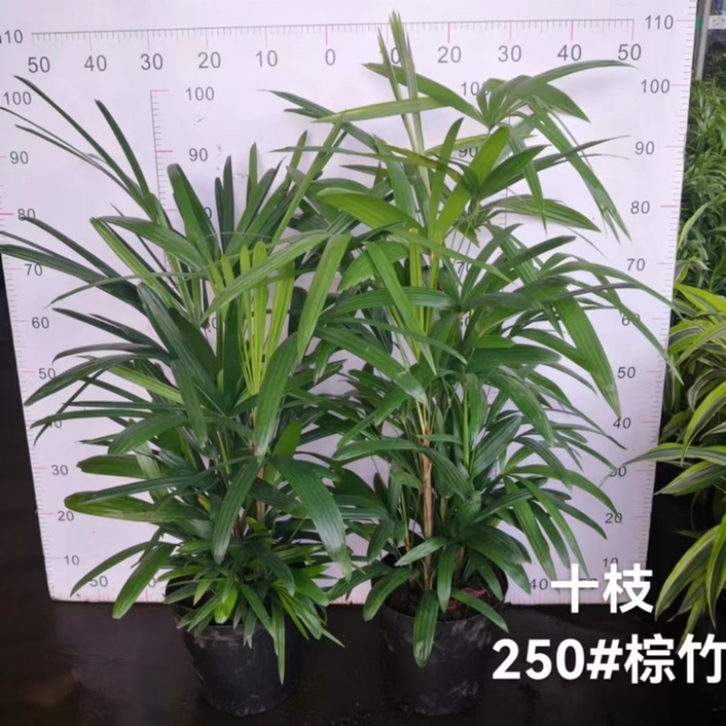 金山棕竹，多规格，供货稳定，欢迎合作