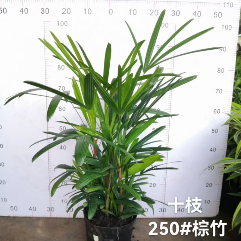 金山棕竹，多规格，供货稳定，欢迎合作