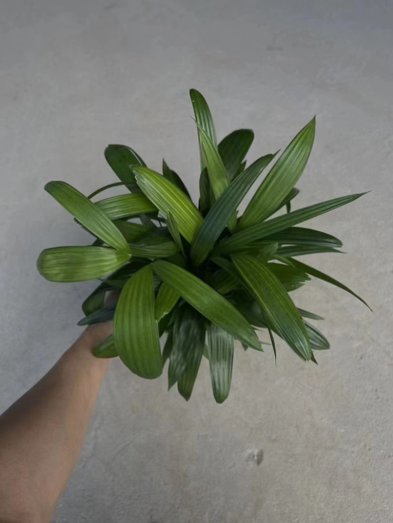 金山棕竹，多规格，供货稳定，欢迎合作