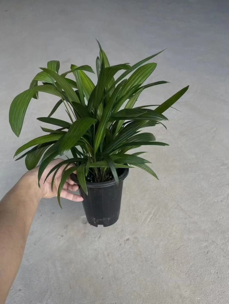 金山棕竹，多规格，供货稳定，欢迎合作