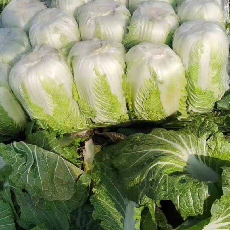 精品白菜产地供货，代发代办专业工人装车，现陆续上市中