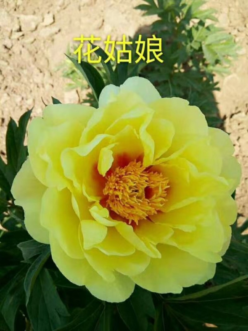 牡丹芍药巴茨拉，花金黄色，重掰花朵直立，柠檬香味，晚花期