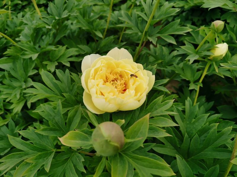 牡丹芍药巴茨拉，花金黄色，重掰花朵直立，柠檬香味，晚花期