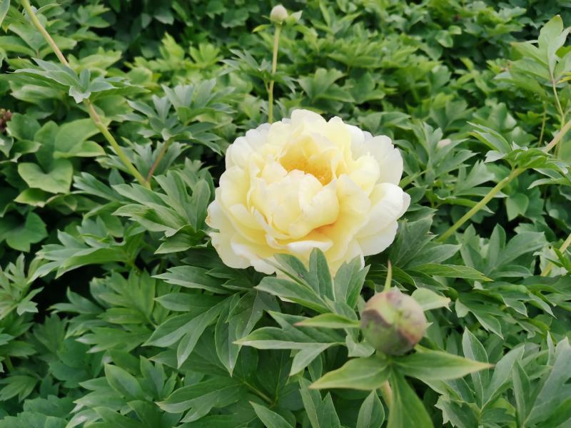 牡丹芍药巴茨拉，花金黄色，重掰花朵直立，柠檬香味，晚花期