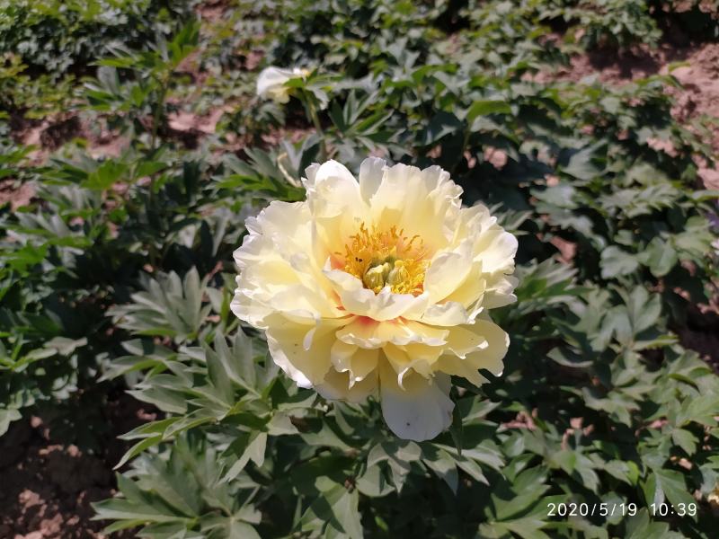 牡丹芍药巴茨拉，花金黄色，重掰花朵直立，柠檬香味，晚花期