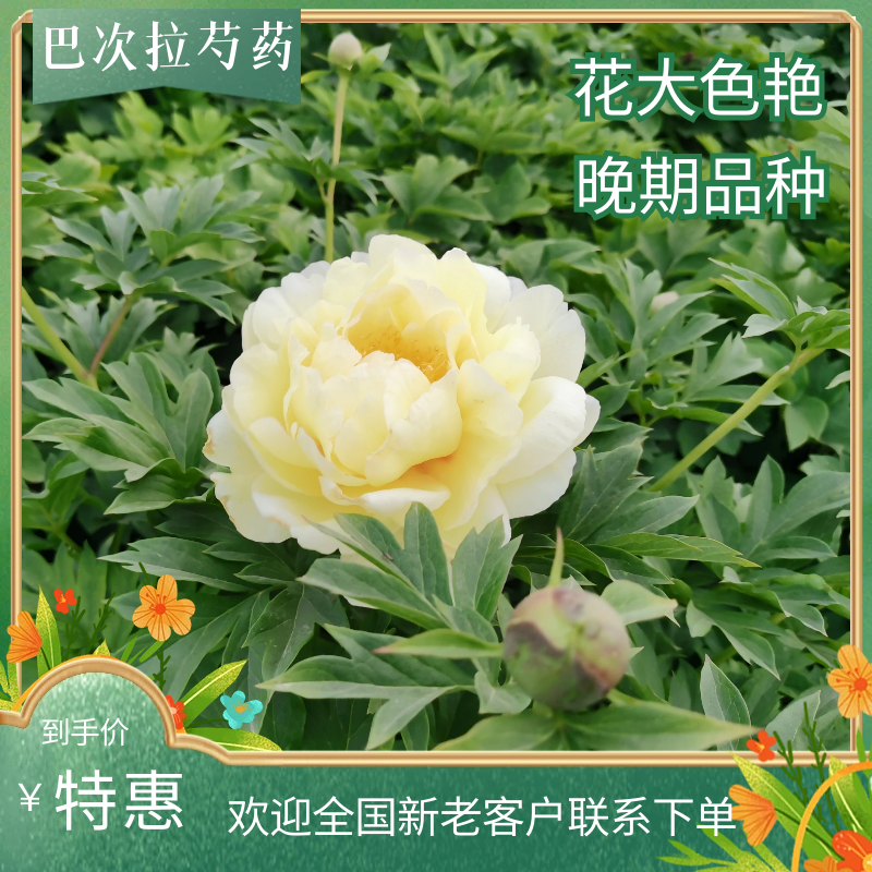 牡丹芍药巴茨拉，花金黄色，重掰花朵直立，柠檬香味，晚花期