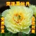 牡丹芍药巴茨拉，花金黄色，重掰花朵直立，柠檬香味，晚花期