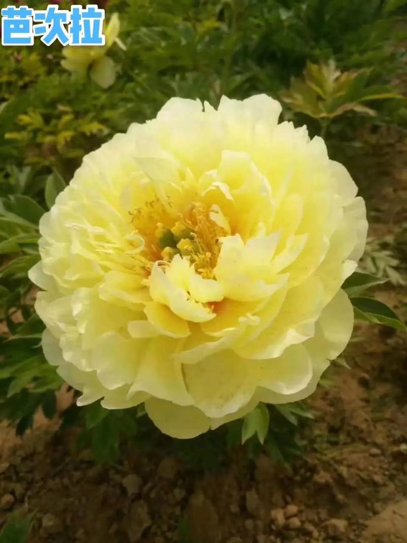 牡丹芍药巴茨拉，花金黄色，重掰花朵直立，柠檬香味，晚花期