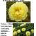 牡丹芍药巴茨拉，花金黄色，重掰花朵直立，柠檬香味，晚花期