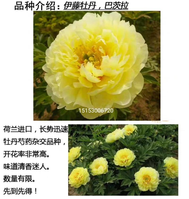 牡丹芍药巴茨拉，花金黄色，重掰花朵直立，柠檬香味，晚花期