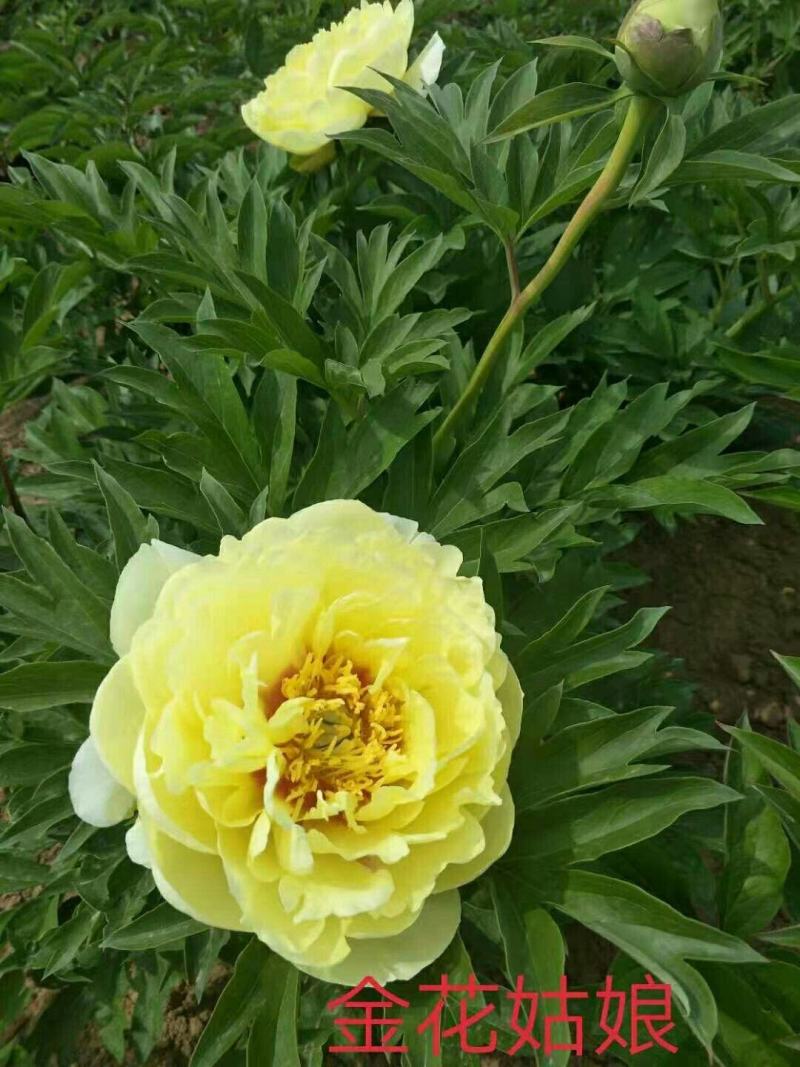 牡丹芍药巴茨拉，花金黄色，重掰花朵直立，柠檬香味，晚花期