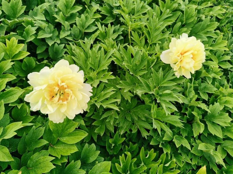 牡丹芍药巴茨拉，花金黄色，重掰花朵直立，柠檬香味，晚花期