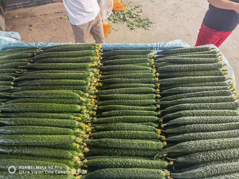 黄瓜上市，产地直发量大从优，价格随行就市，可视频看货