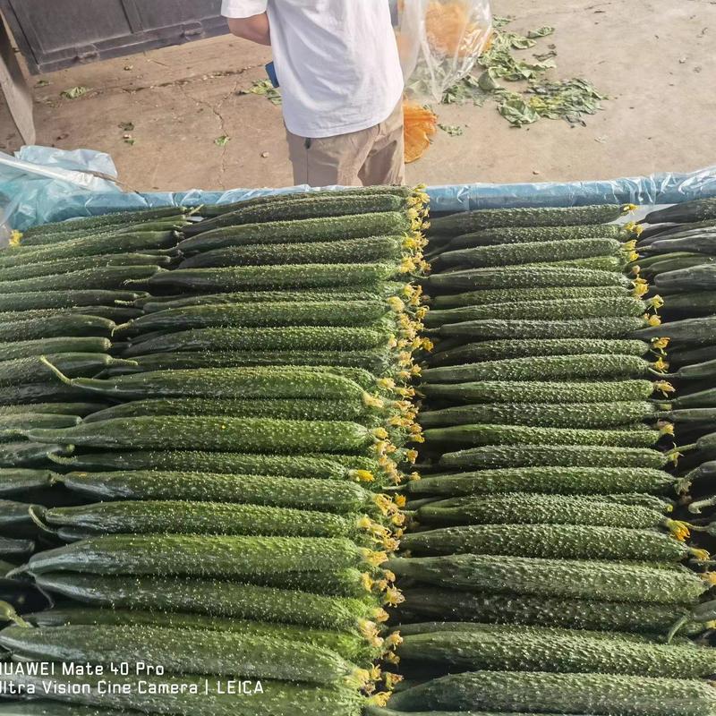 黄瓜上市，产地直发量大从优，价格随行就市，可视频看货