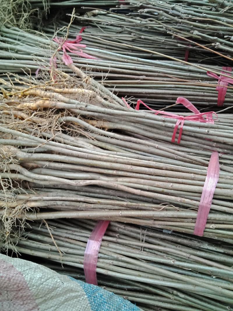 达20版药典标准川黄柏种苗