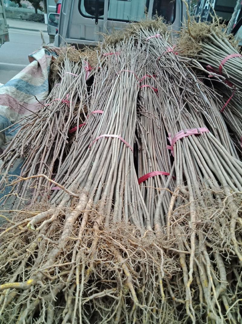 达20版药典标准川黄柏种苗