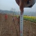 达20版药典标准川黄柏种苗