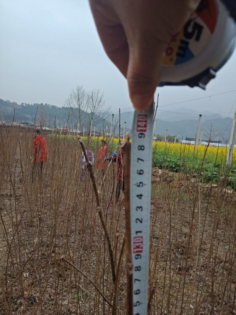 达20版药典标准川黄柏种苗