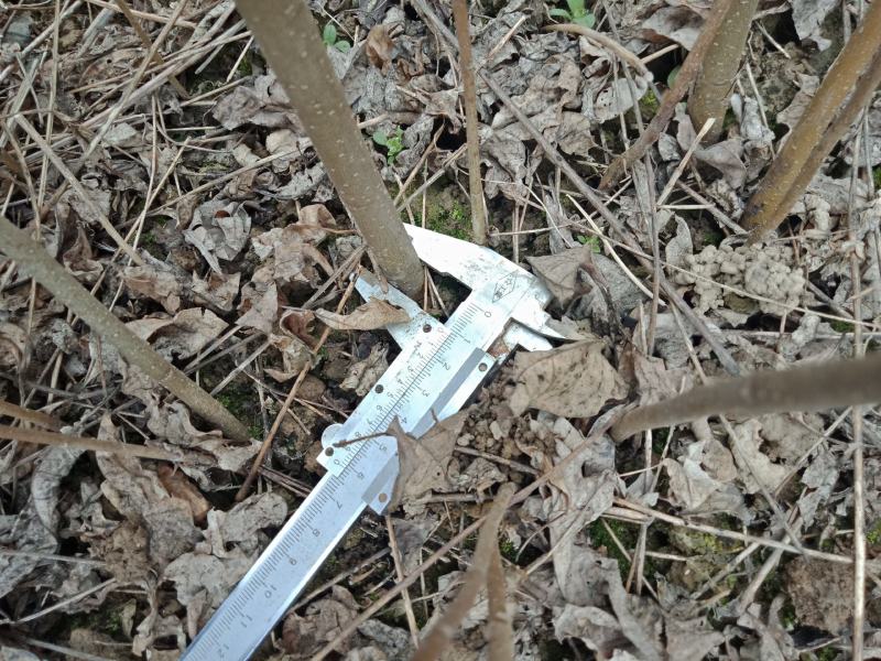 达20版药典标准川黄柏种苗