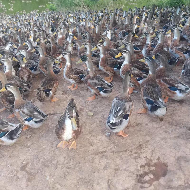 5000羽玉米鸭散水养出售
