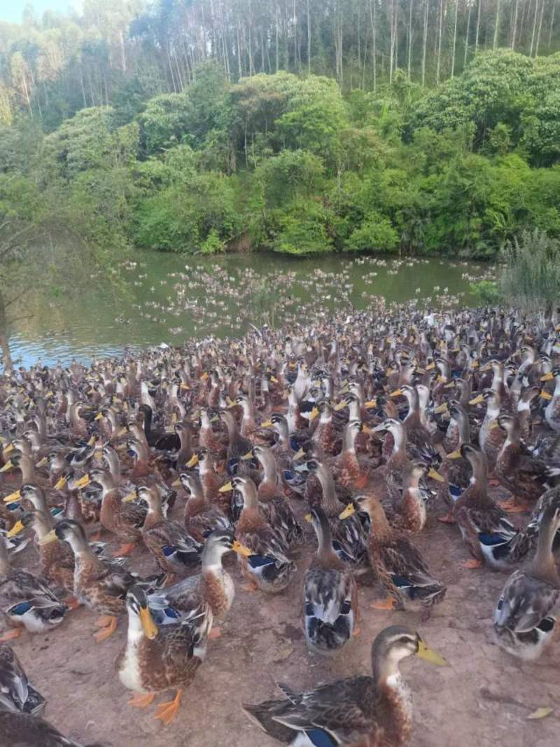 5000羽玉米鸭散水养出售